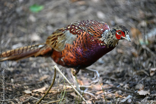 The male common pheasant animals birds