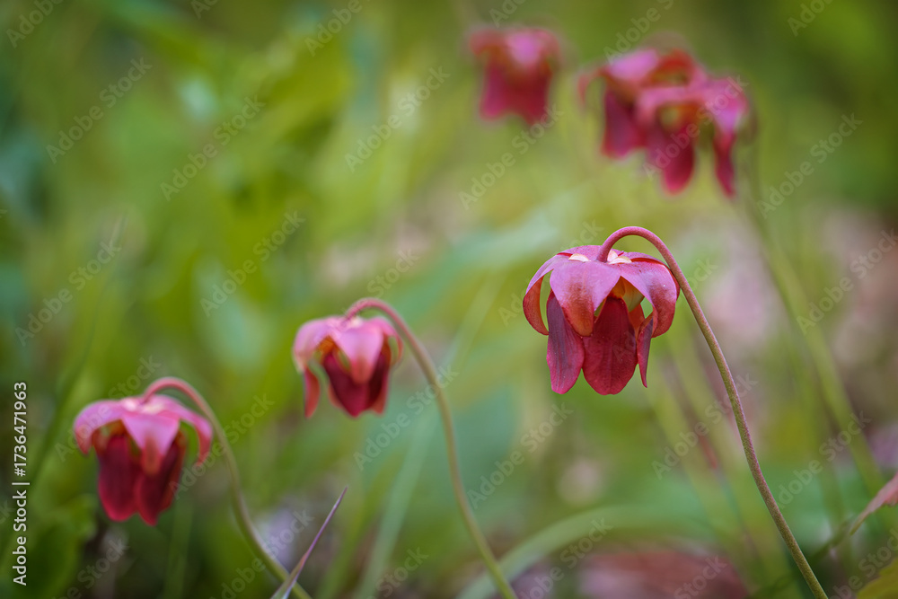 Obraz premium Pitcher plant, a carnivorous plant, grows in a garden in Wilmington, North Carolina, USA