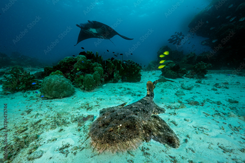 Naklejka premium Tassled wobbegong, Eucrossorhinus dasypogon, with golden trevallies, Gnathanodon speciosus, and manta ray, Mobula alfredi, Raja Ampat West Papua Indonesia