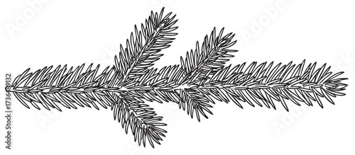 Detailed black and white illustration of evergreen pine tree branch with needles – retro hand drawn illustration