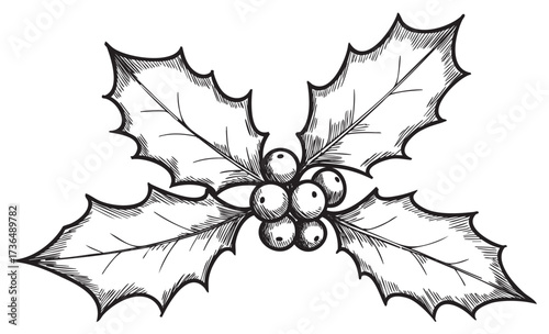 Black and white illustration of holly leaves and berries design – retro hand drawn illustration