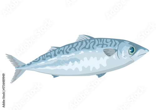 サバ（鯖）のイラスト