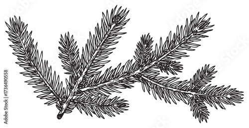 Detailed black and white illustration of pine tree branch with needles – retro hand drawn illustration