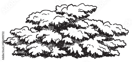 Black and white line art of bush with dense foliage and detailed leaves – retro hand drawn illustration
