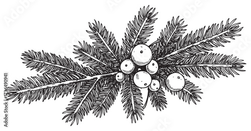 Detailed sketch of pine branch with berries and needle leaves – retro hand drawn illustration