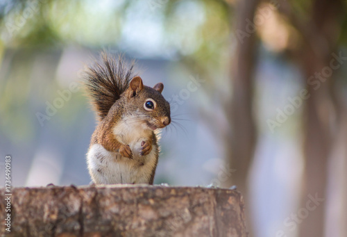 Curious red squirrel standing alert on a tree stump in soft morning light