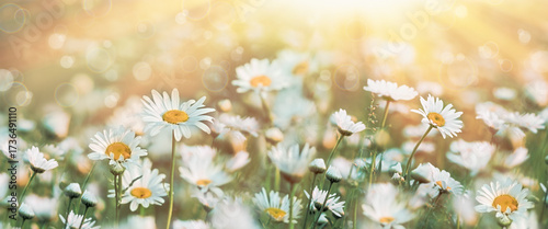 Selective and soft focus on daisies flowers, flowers lit by sun rays in late afternoon