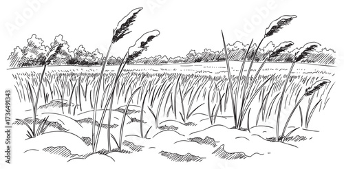 Black and white drawing of a serene rural landscape with tall grasses and trees – retro hand drawn illustration