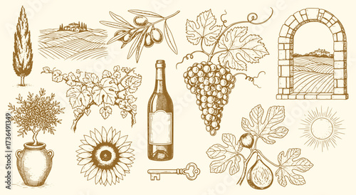 Tuscany. Vineyard. Engraving. A vintage hand drawn vector illustration set of Italian vineyard elements for a wine label, a restaurant menu, a travel poster, or a packaging design.