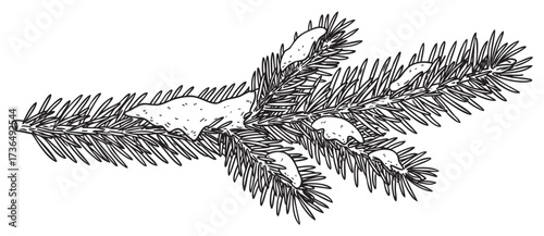 Snow-covered evergreen branch black and white sketch – retro hand drawn illustration