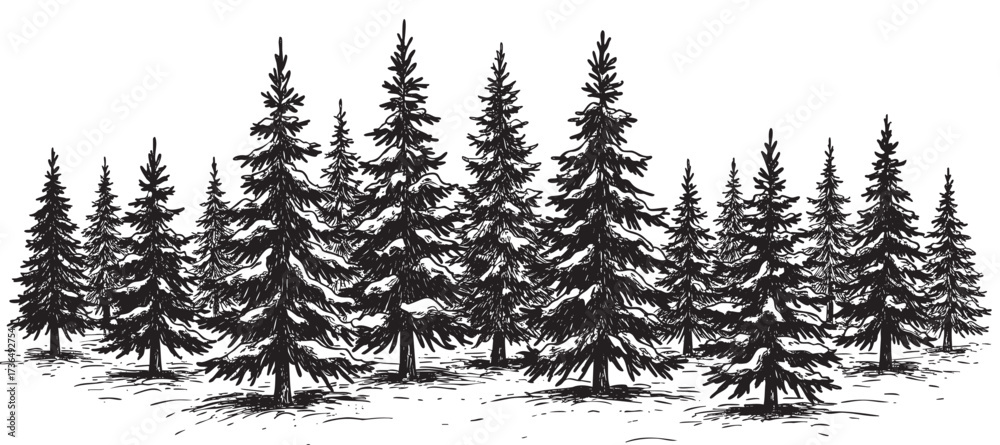 Obraz premium Dense evergreen forest with snow-covered pine trees in monochrome illustration – retro hand drawn illustration