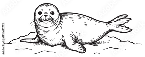 Hand-drawn illustration of a seal resting on the beach – retro hand drawn illustration