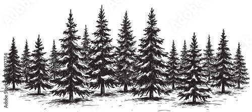 Dense evergreen forest with snow-covered pine trees in monochrome illustration – retro hand drawn illustration