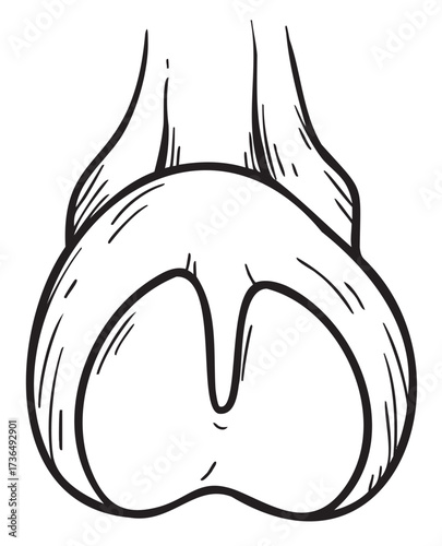 Hand-drawn hoof anatomy illustration with detailed line art – retro hand drawn illustration