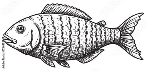 Detailed black and white engraved fish illustration with scales and fins – retro hand drawn illustration