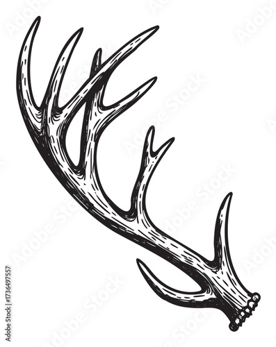 Intricate black and white illustration of a single deer antler with detailed texture – retro hand drawn illustration