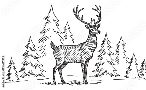 Hand-drawn deer illustration in forest with pine trees – retro hand drawn illustration