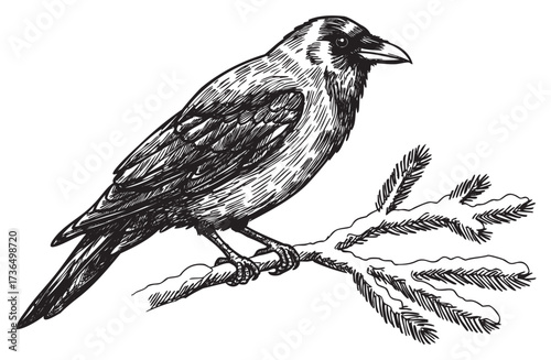Detailed black and white crow illustration perched on branch – retro hand drawn illustration