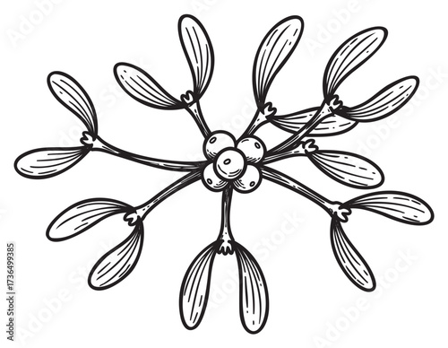 Botanical mistletoe illustration with leaves and berries – retro hand drawn illustration