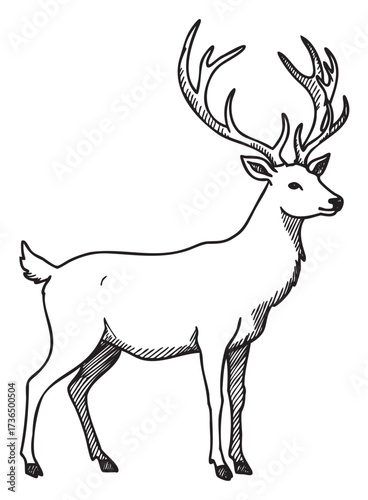 Detailed black and white sketch of a majestic deer with large antlers – retro hand drawn illustration