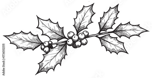 Vintage holly illustration with berries and leaves in black and white – retro hand drawn illustration