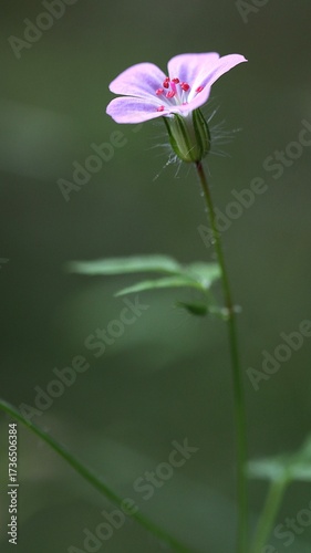 Forest flower on a green background