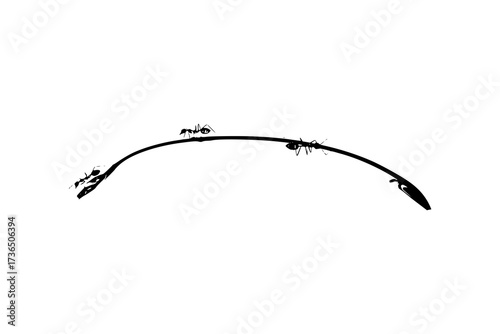 ant on a small tree branch