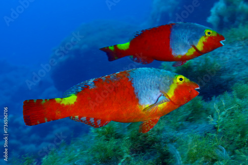 Pareja de peces loro hembras nadando junto al arrecife