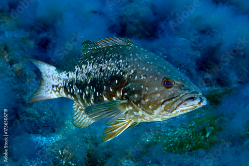 Abade entre las algas