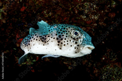 Pez globo con rémora en cueva