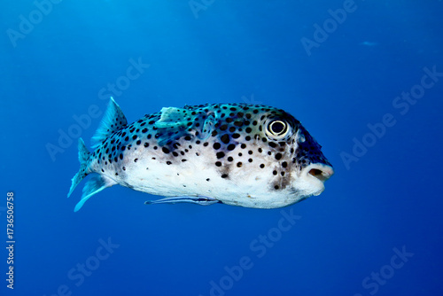 Pez globo con rémora nadando