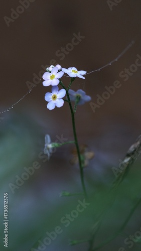 Forest flower with small flowers and a spider web
