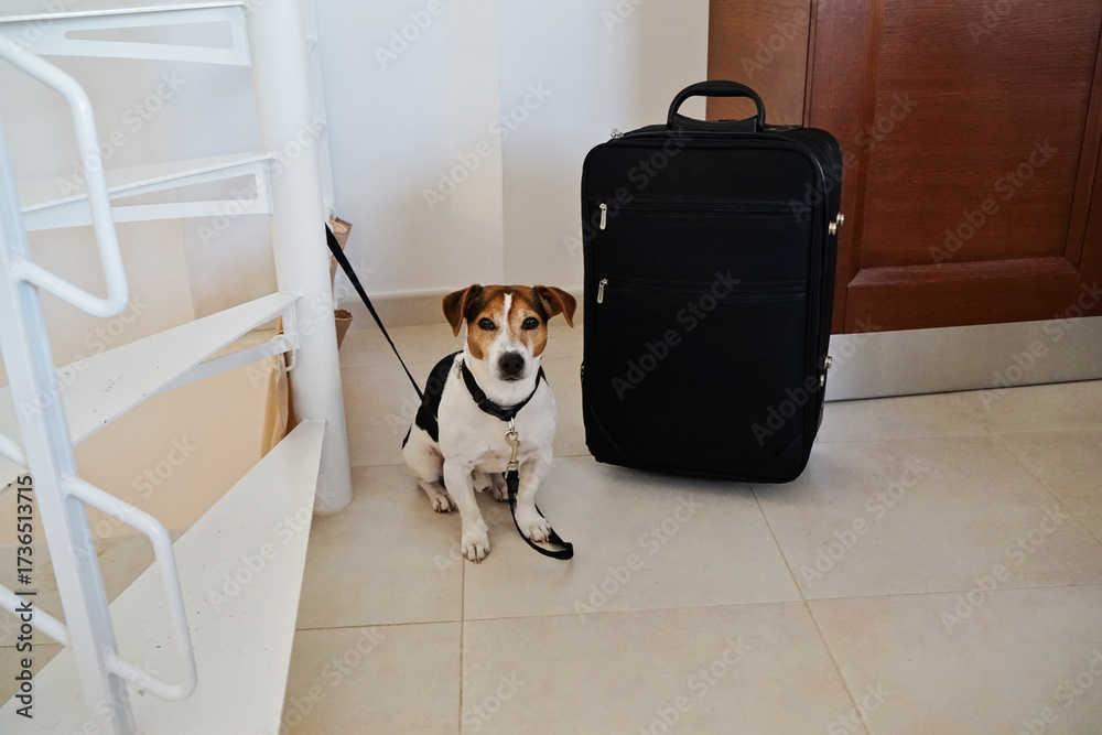 custom made wallpaper toronto digitalSmall terrier sitting by black suitcase, leash tied to stair rail, bright indoor corner, alert expression on clean tile floor