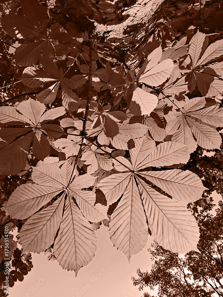 custom made wallpaper toronto digitalBacklit chestnut leaves seen from below in mocha sepia tones, visible veins and palmate shapes, soft warm light, minimal botanical mood