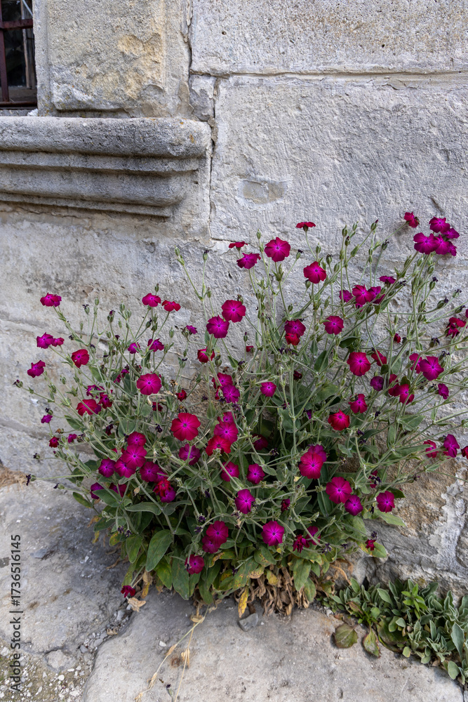 Naklejka premium Pink flowers grow near the wall