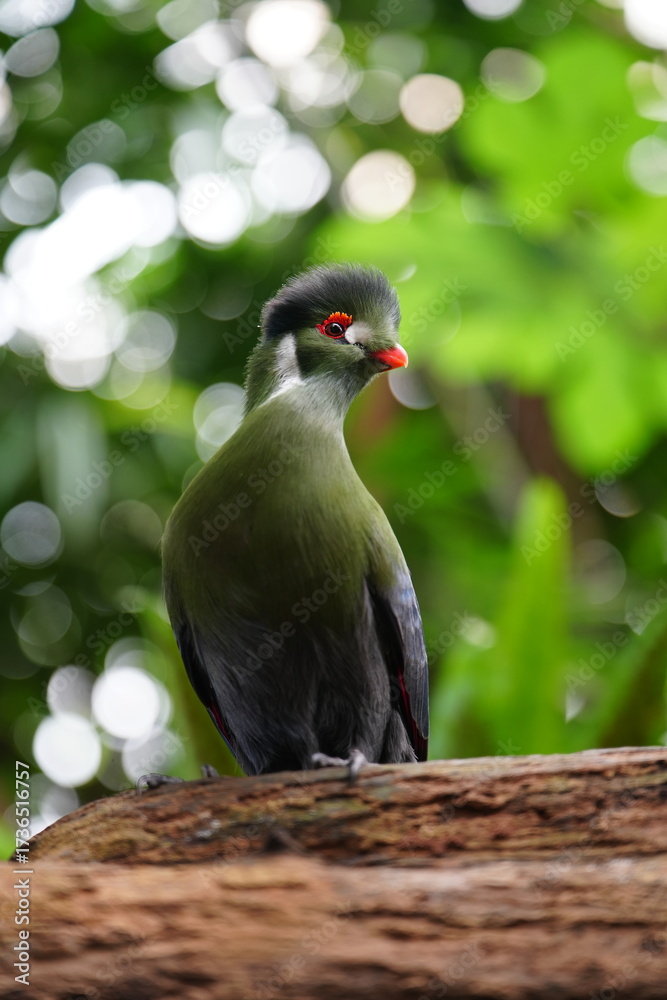 Obraz premium Green turaco bird with vivid plumage, red eye ring, and orange beak perched on a branch in tropical greenery. Exotic wildlife and nature photography concept.
