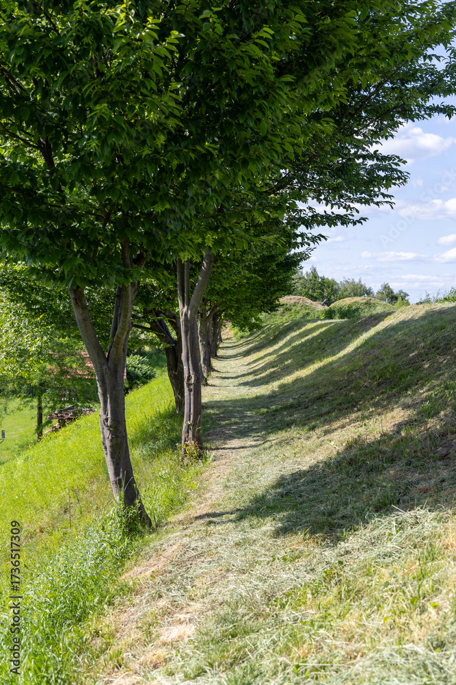 Fototapeta premium A row of trees on a hill