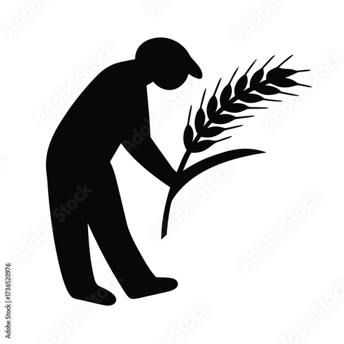 Silhouette of a farmer bending down to inspect a single stalk of wheat