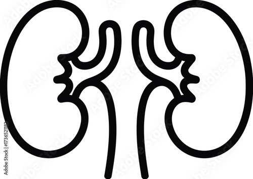 Kidney line art illustration symbolizing renal health and the urinary system for medical and educational content on organ function and anatomical representation