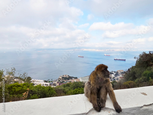 Barbary macaque monkey