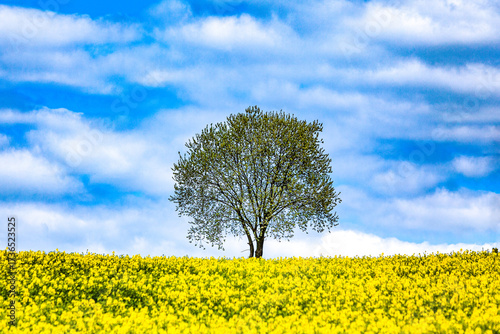 rapeseed blooming under the blue sky