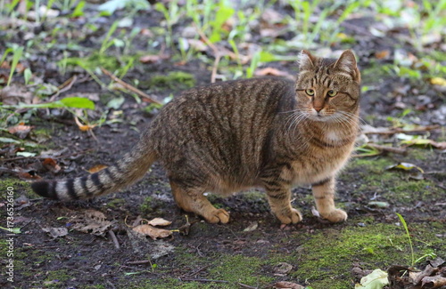 A gray striped green-eyed cat stands on the autumn ground