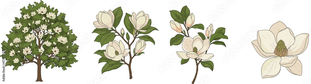 Fototapeta premium Magnolia tree illustration set—white blossoms, green foliage, branch and flower breakdown—vector botanical artwork, seasonal nature design, floral anatomy