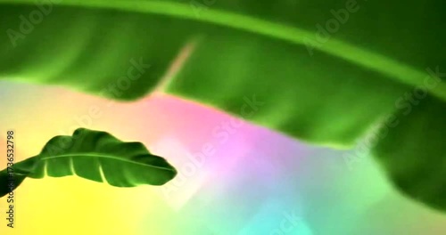 Lush Green Banana Leaves Against a Vibrant Rainbow Background.