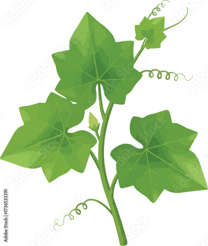 Fresh vibrant green leaves with curly tendrils