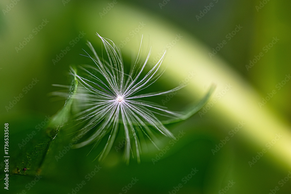 Fototapeta premium Single dandelion seed in green environment Macro view of a single dandelion seed against a soft green background with gentle light. 