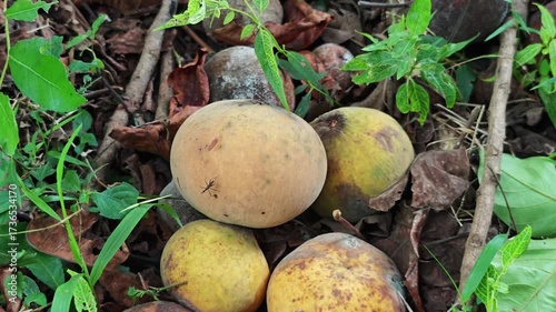 Fully ripe santol fruit falls from the tree.