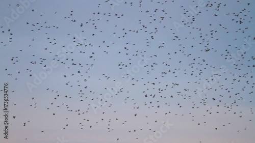 a flock of songbirds flies against the backdrop of a sunset winter sky