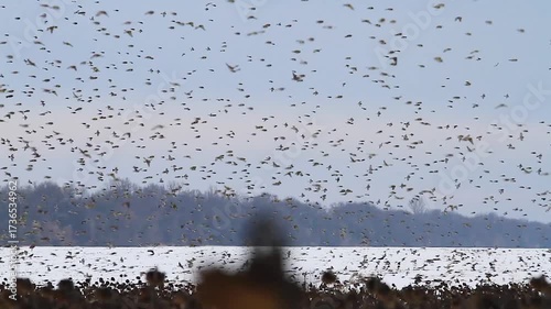 a huge flock of birds flies and lands on a winter field