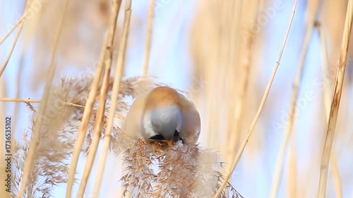 A bird with a black mustache dines on reed seeds